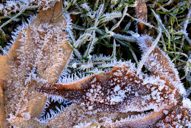Frost покрыл листья зимы в траве