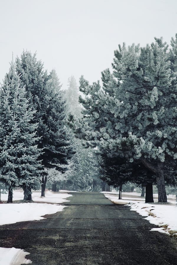 Evergreen trees covered on a cold foggy winter morning. Evergreen trees covered on a cold foggy winter morning