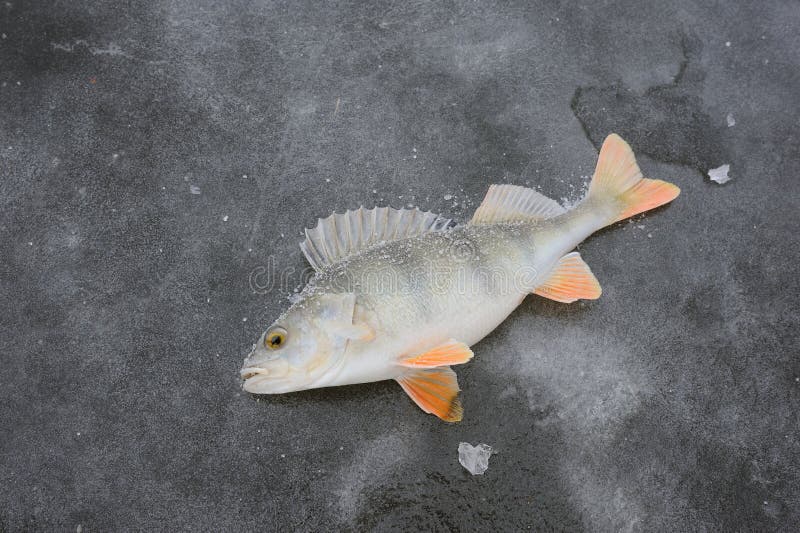 Frosted Fish Lying on Lake Ice. Stock Image Image of close, frosted