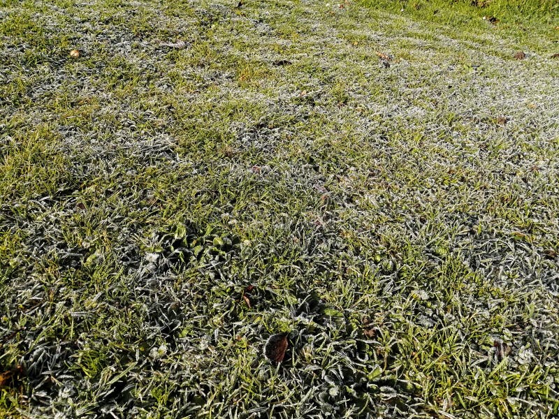 Frosted grass stock image. Image of poland, czersk, morning 50309451