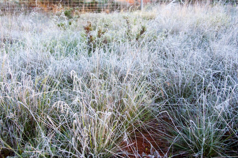Frosted Grass stock image. Image of australian, nature 242069111