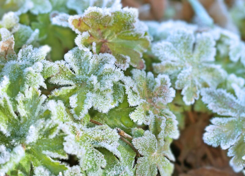 Frosted green leaves stock image. Image of chill, bright 34604797