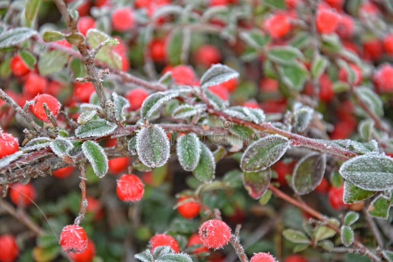 Frosted green small leaves stock photo. Image of color 82899744