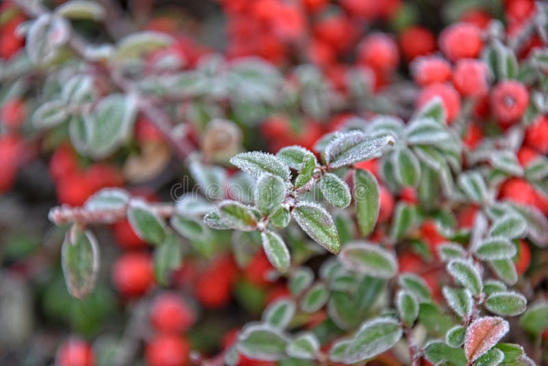 Frosted green small leaves stock image. Image of december 82900905