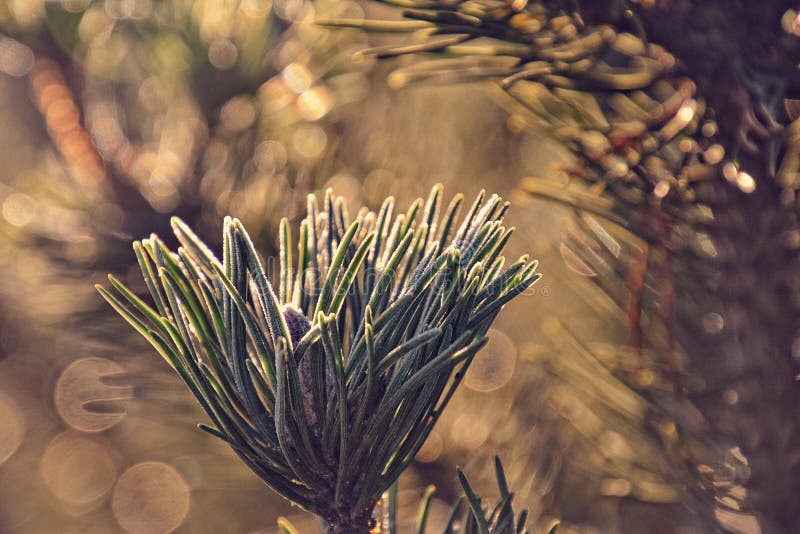 Frosted green star twig of a Christmas tree in the winter sun