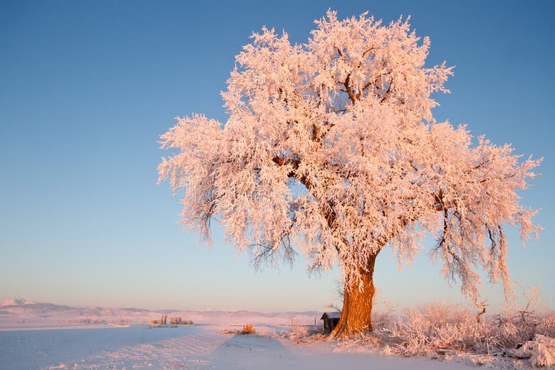 Frosted Ice Lone Winter Tree at Glowing at Sunrise stock photos Frosted Ice Lone Winter Tree at Glowing at Sunrise stock photos