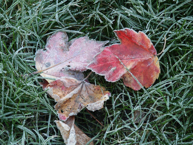 Frosted Leaves stock image. Image of meadow, ground 123138153
