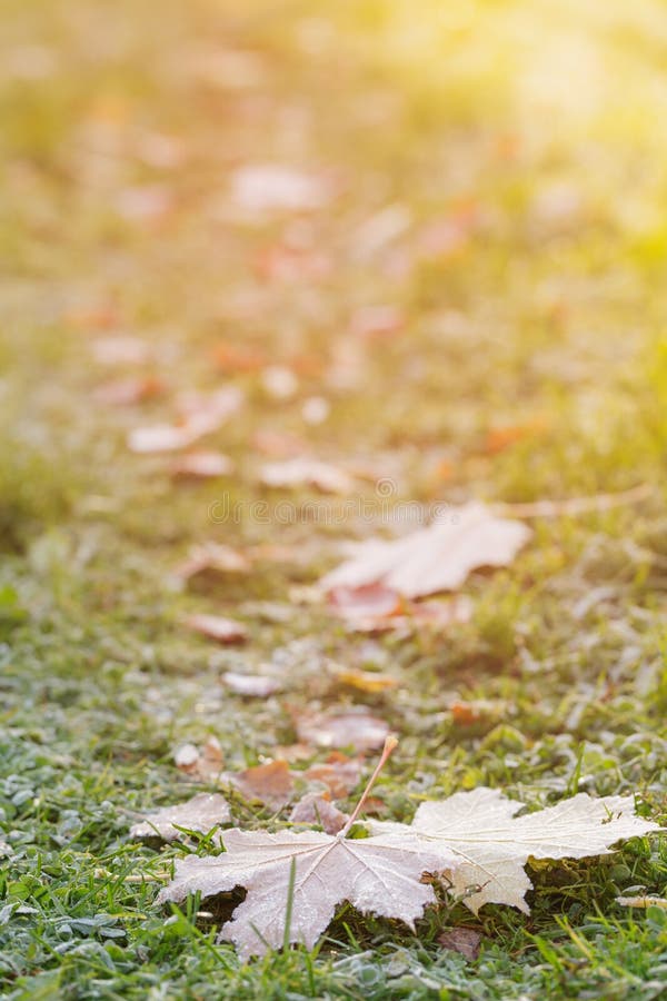 Frosted maple leaves on grass