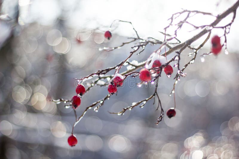 Frosted red hawthorn berries under snow on a tree in the garden