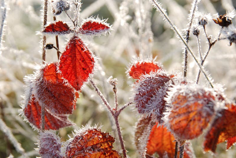Frosted red leaves in autumn royalty free stock photo