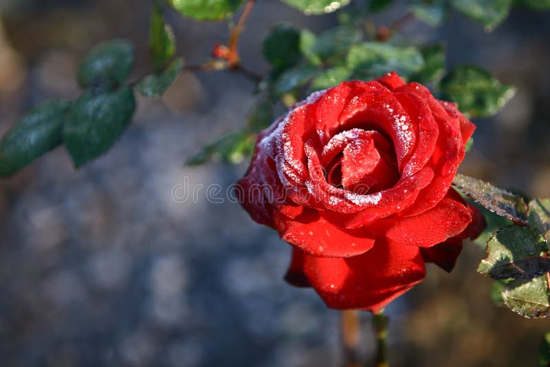 Frosted rose on blur backgroung