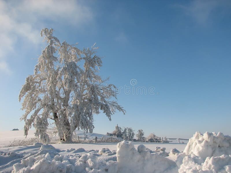 Frosted tree