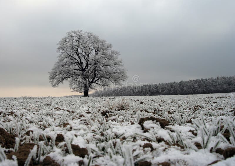 Frosted tree