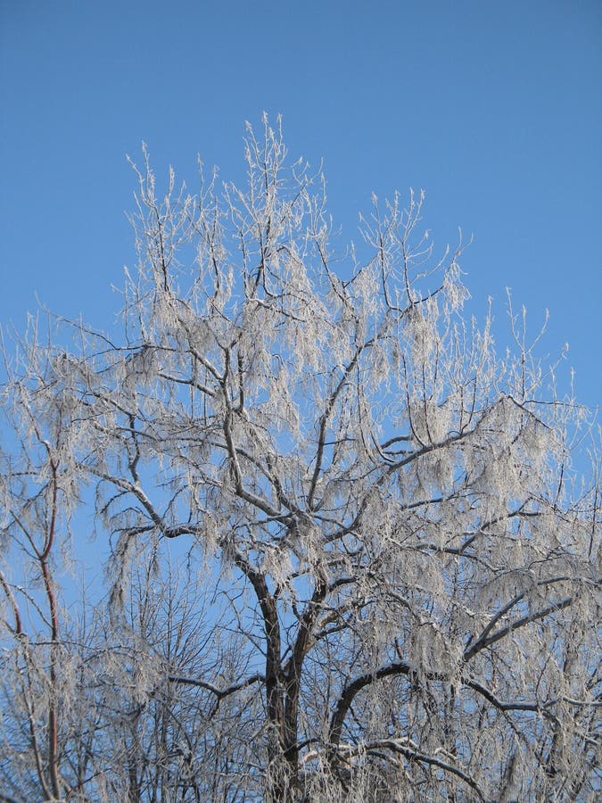 Frosted tree stock photo. Image of iced, blanket, flake 7099878