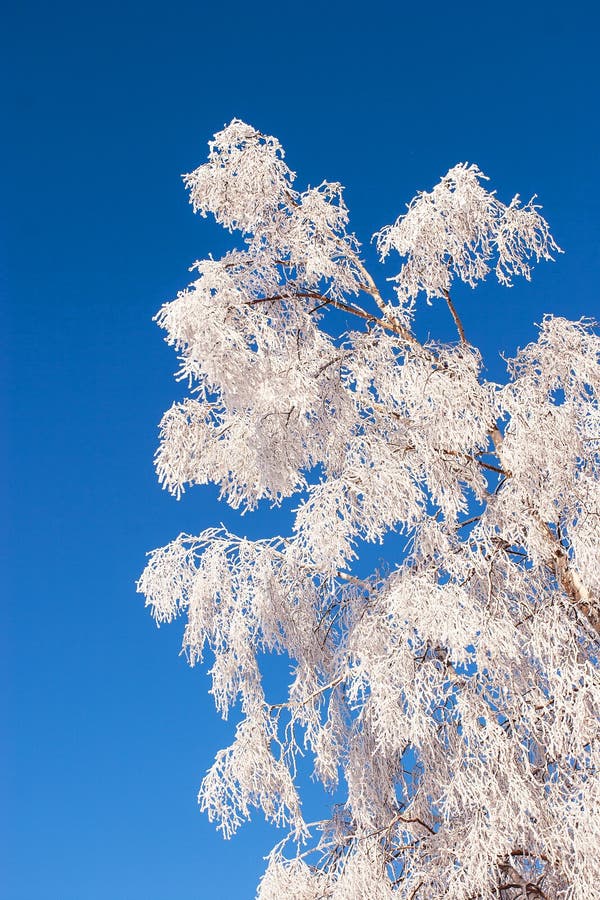 Frosted tree