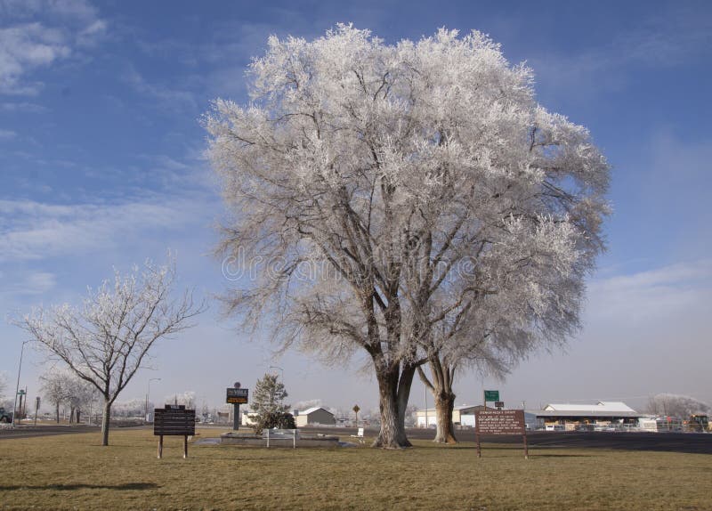 Frosted tree