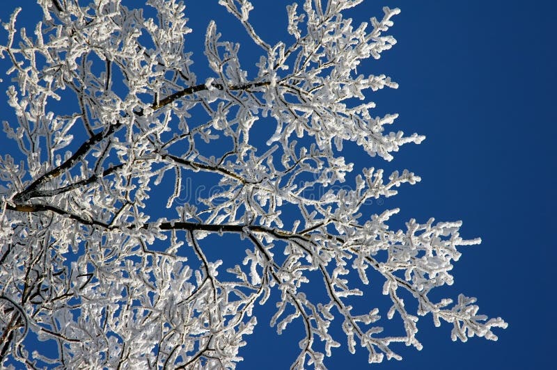 Frosted tree at winter