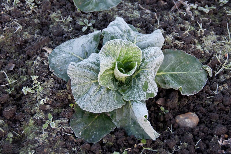 Frosted vegetable