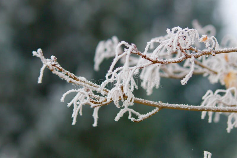 Frostiga sidor på filialer royaltyfria foton Frostiga sidor på filialer royaltyfria foton