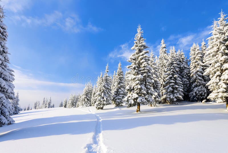 On a frosty beautiful day among high mountains are magical trees covered with white fluffy snow against the winter landscape.