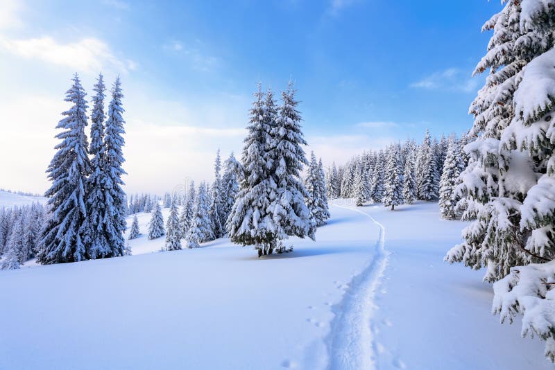 On a frosty beautiful day among high mountains are magical trees covered with white fluffy snow against the magical winter landscape. Scenery for the tourists. The wide trail leads to the beautiful winter forest. On a frosty beautiful day among high mountains are magical trees covered with white fluffy snow against the magical winter landscape. Scenery for the tourists. The wide trail leads to the beautiful winter forest.