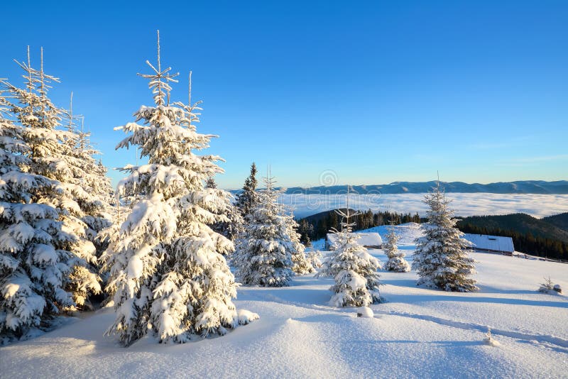 On a frosty beautiful day among high mountains and peaks are magical trees covered with white fluffy snow. royalty free stock image On a frosty beautiful day among high mountains and peaks are magical trees covered with white fluffy snow. royalty free stock image