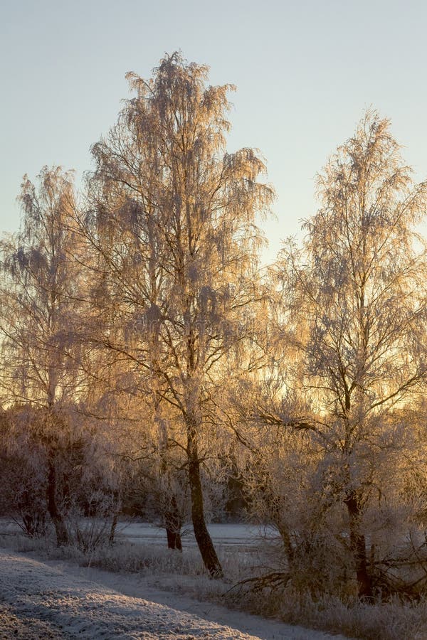 Frosty birch trees in cold winter morning side lit by golden sun royalty free stock photo Frosty birch trees in cold winter morning side lit by golden sun royalty free stock photo