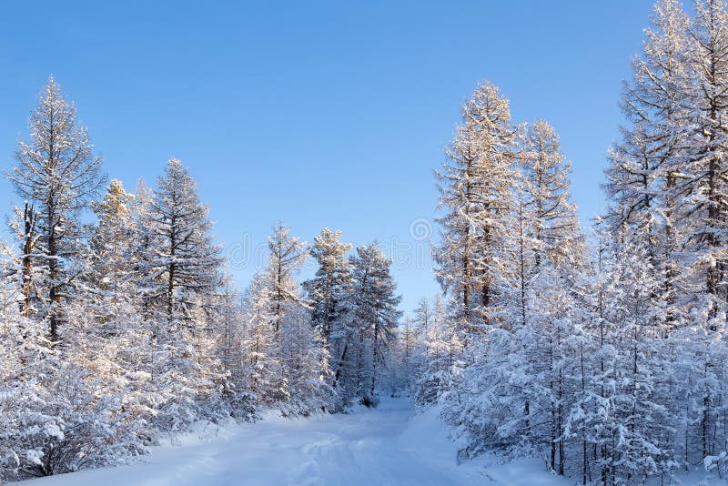 Frosty Day in the Winter Forest Stock Image - Image of forest, beauty ...