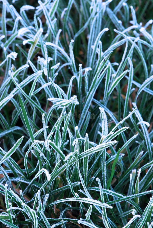 Frosty grass