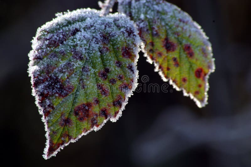 Frosty leaves stock image Frosty leaves stock image