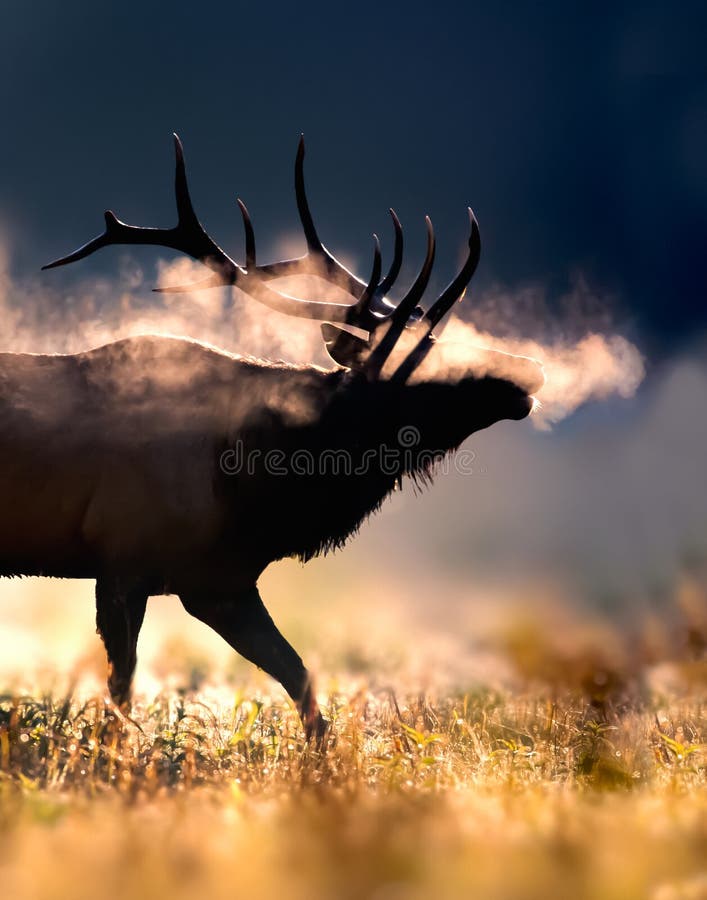 Frosty male bull elk