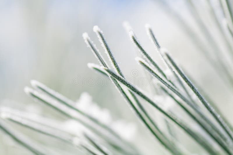 Frosty pine leaf