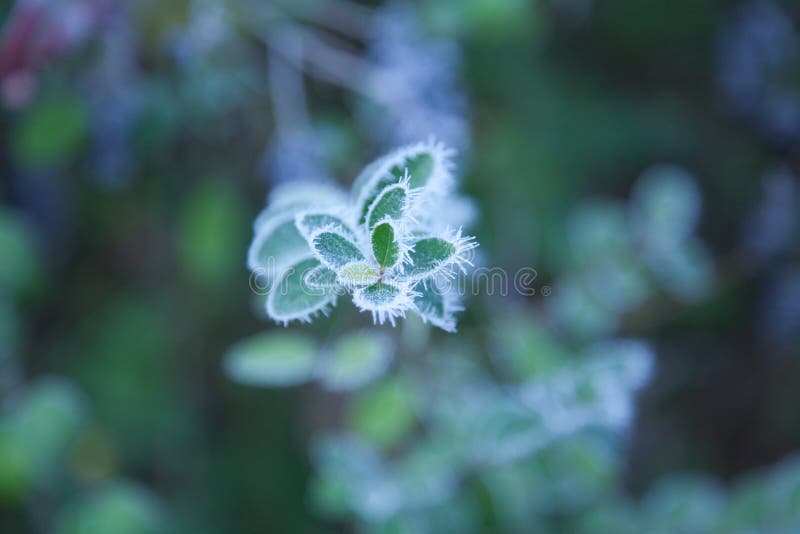 Frosty plant in winter stock photo. Image of macro, background - 22375844