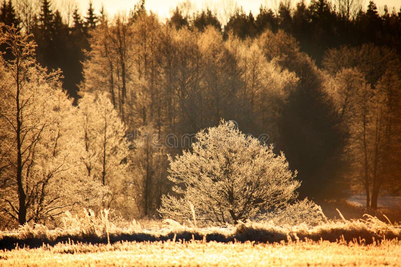 Frosty sunset