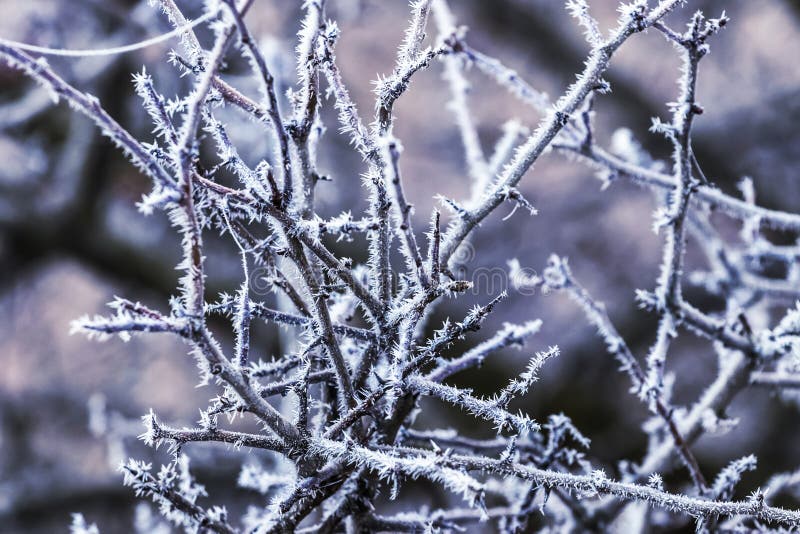 Frosty Tree Branches on a Dark Background_ Stock Photo - Image of blue ...