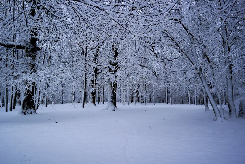 Frosty Trees in Snowy Forest, Cold Weather in Sunny Morning. Stock ...