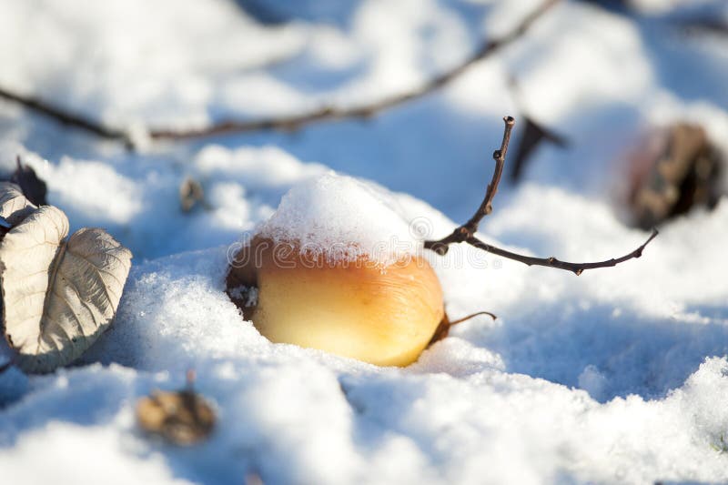 Frozen apple covered with snow stock photography Frozen apple covered with snow stock photography