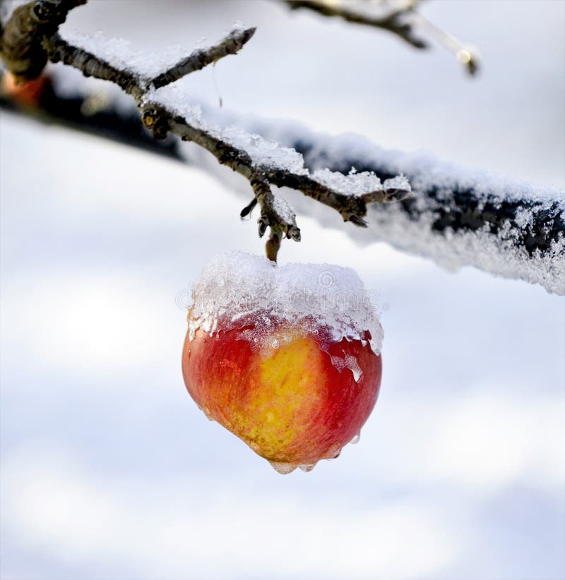 Frozen Apples in an Apple Orchard on Cold Sunny December Morinig Stock Photo Image of weather