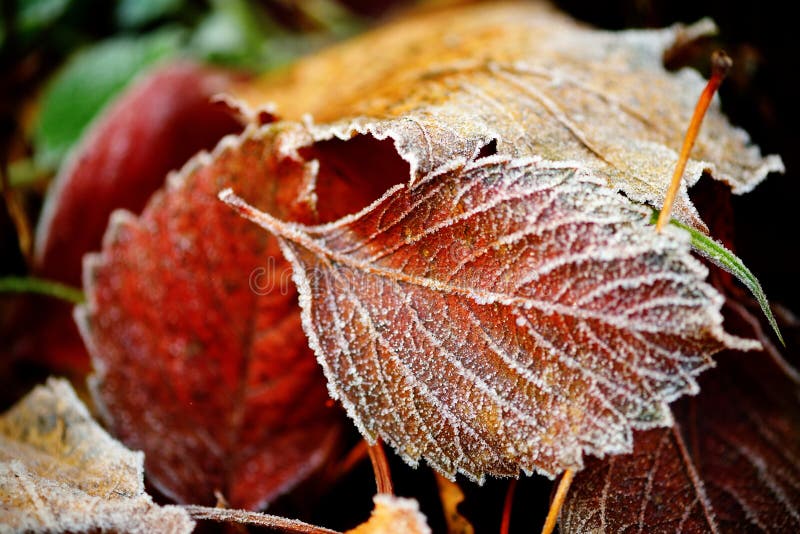 Frozen autumn natural close up colorfull red, green, yellow leaves.