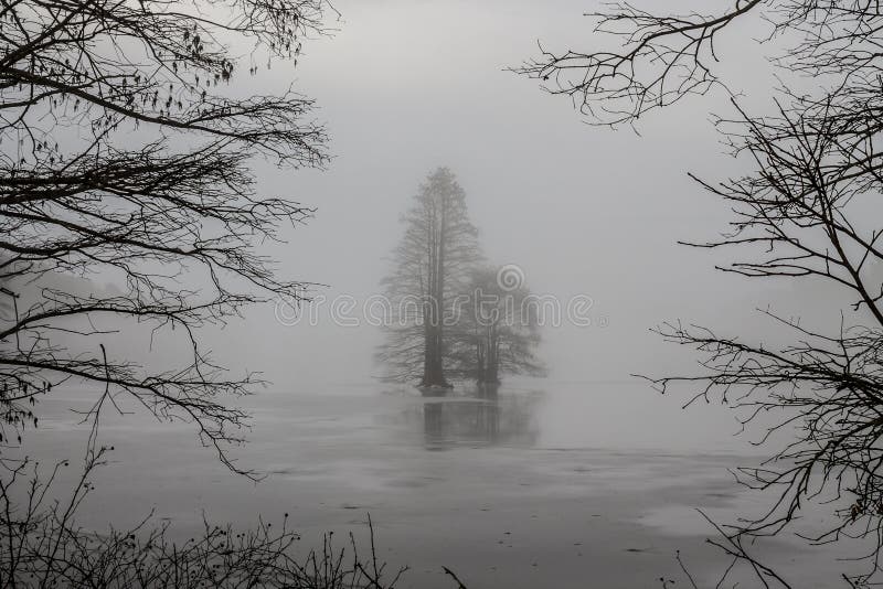 Frozen Bald Cypress Trees Framed by Branches