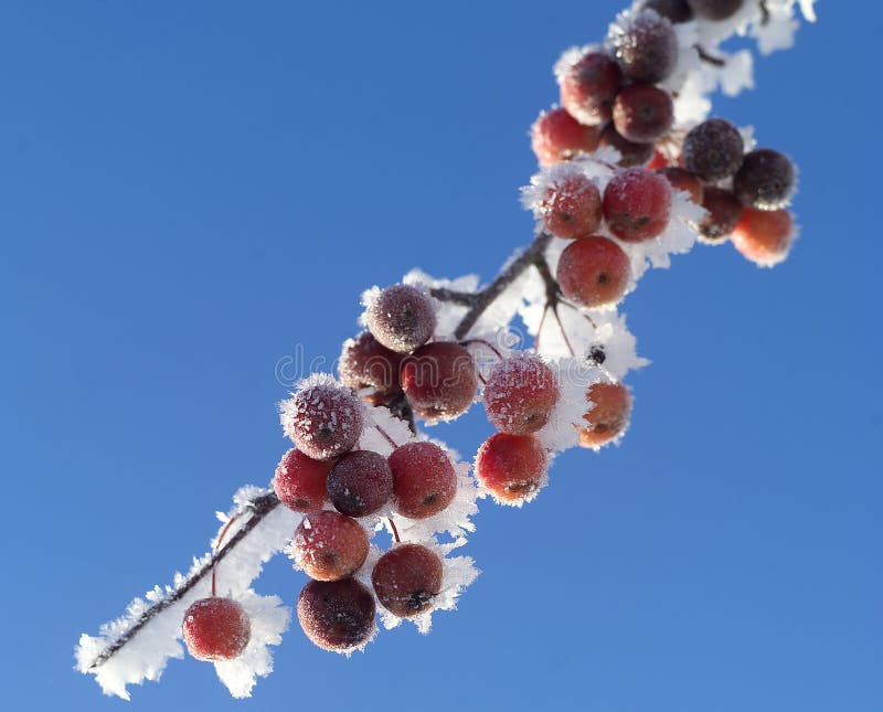 Frozen berries stock image. Image of macro, closeup, white 27178165