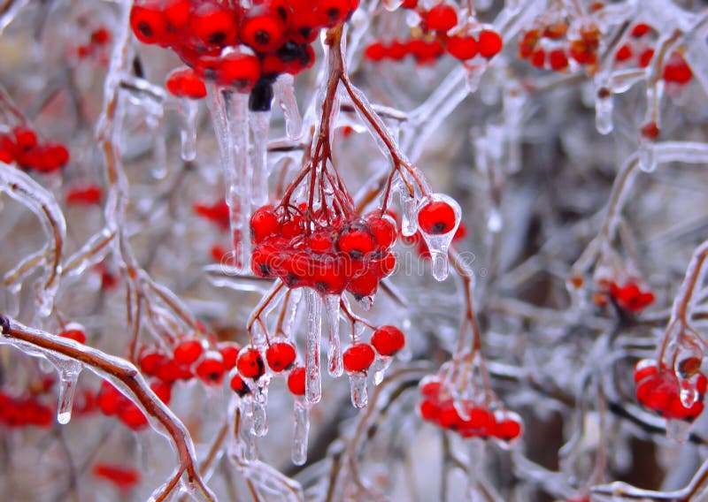 Frozen berries