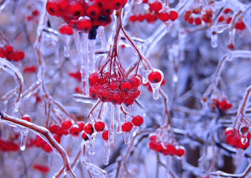 Frozen berries blue