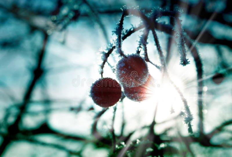 Frozen berries with ice crystals