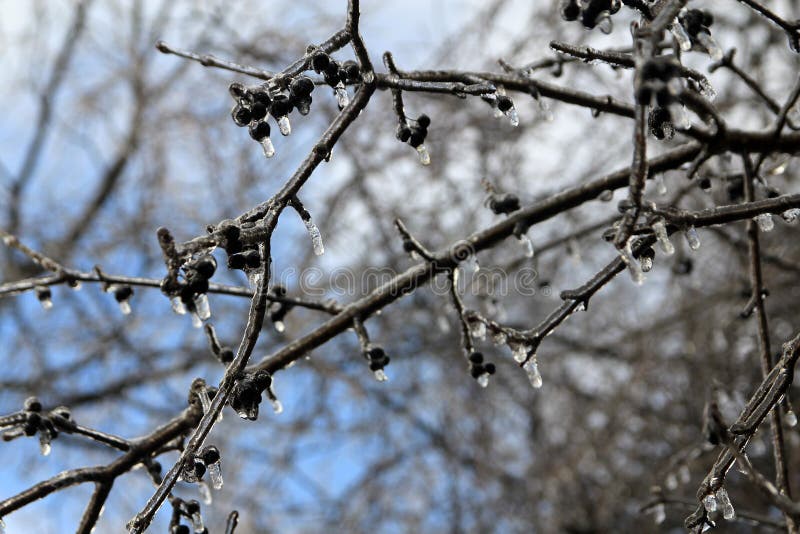 Frozen Berries stock image. Image of nature, freezing 269769597