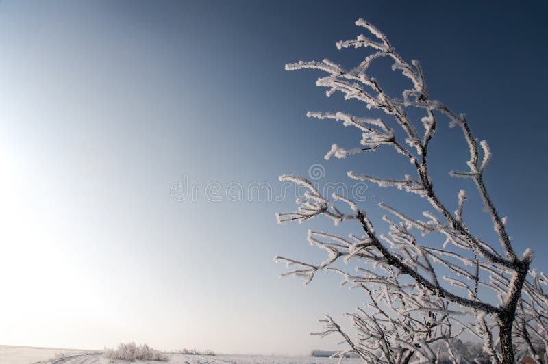 Frozen branch