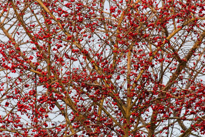 Brier Covered With Snow, Close-up Photo In Red Color Stock Image ...