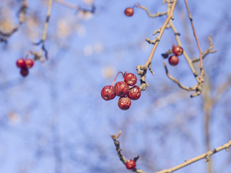 Frozen bright red rowan berries on branches macro with bokeh background against blue sky, selective focus, shallow DOF stock image Frozen bright red rowan berries on branches macro with bokeh background against blue sky, selective focus, shallow DOF stock image