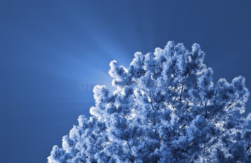 Frozen christmas tree