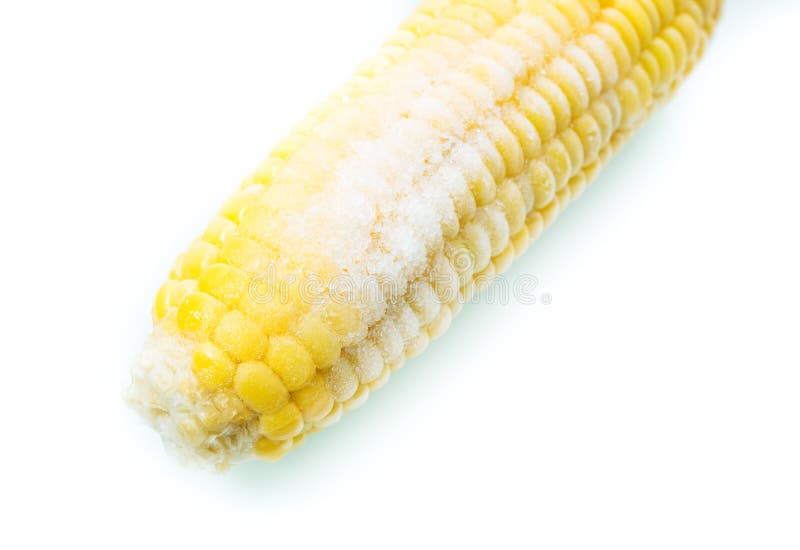 Frozen cob of corn on white background